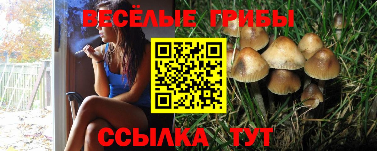 Псилоцибиновые грибы Psilocybine cubensis Киржач